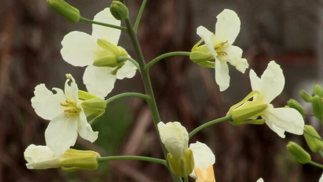 Close-up of, Vegetables, Galician cabbage with white and yellow flowering shoots