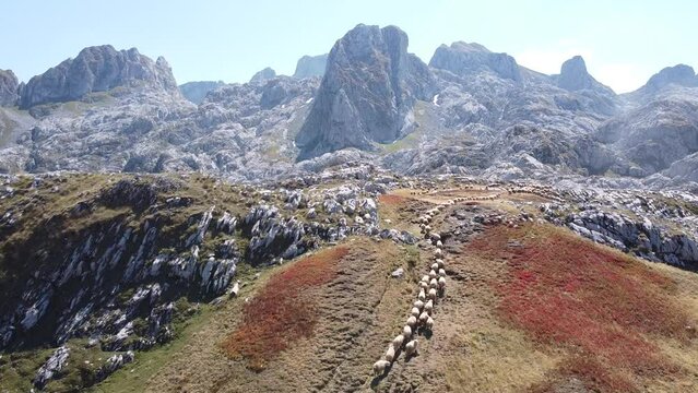 Flock of Sheep Walks Uphill the Mountains in Prokletije National Park, Montenegro - Aerial