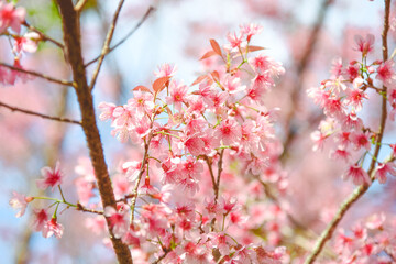 Sour cherry, Prunus cerasoides, Winter-blooming Wild Himalayan Cherry flowers, Chiang Mai, Thailand.