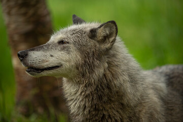Tundra Wolf © Chris