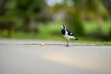 magpie bird in Australia.