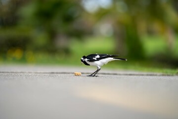 magpie bird in Australia.