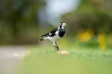 magpie bird in Australia.
