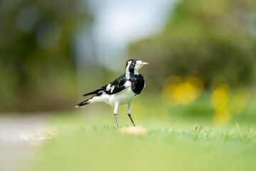 magpie bird in Australia.