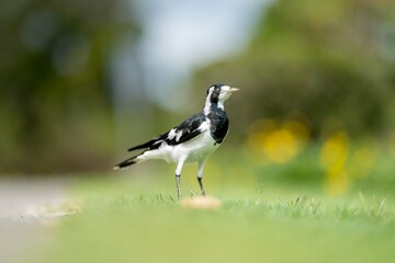 magpie bird in Australia.