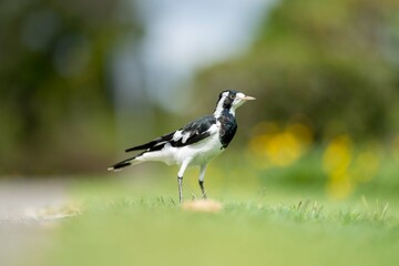 magpie bird in Australia.