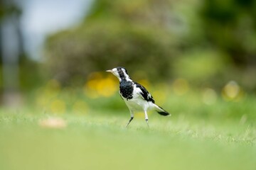 magpie bird in Australia.
