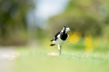 magpie bird in Australia.