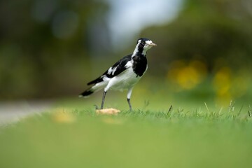 magpie bird in Australia.