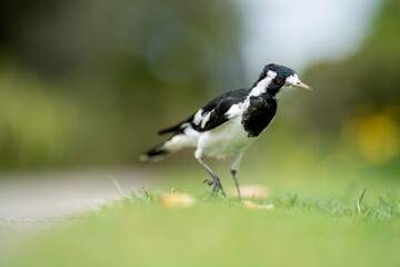 magpie bird in Australia.
