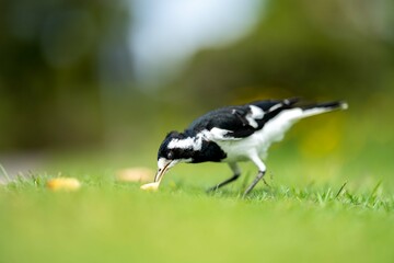 magpie bird in Australia.