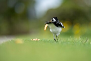magpie bird in Australia.