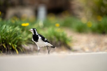 Local birds in queensland australia 