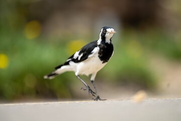 Local birds in queensland australia 