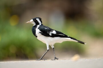 Local birds in queensland australia 