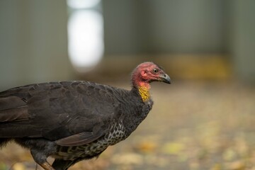 Local birds in queensland australia 