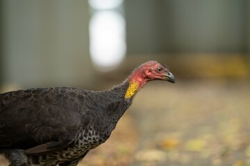 Local birds in queensland australia 