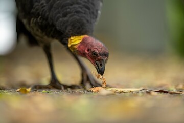 Local birds in queensland australia 