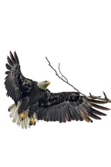 Fototapeta na wymiar Bald eagle. Haliaeetus leucocephalus