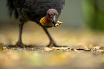 Local birds in queensland australia 