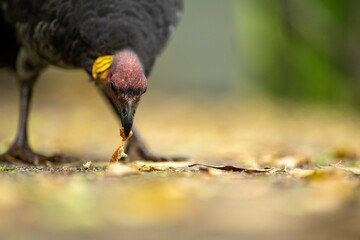 Local birds in queensland australia 