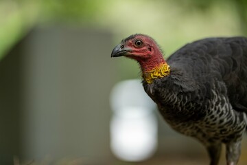 Local birds in queensland australia 
