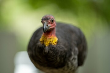 Local birds in queensland australia 