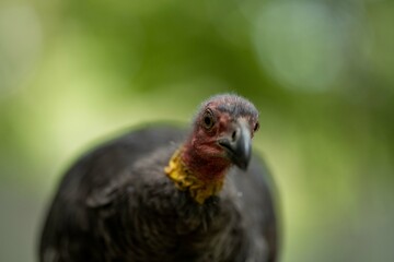Local birds in queensland australia 