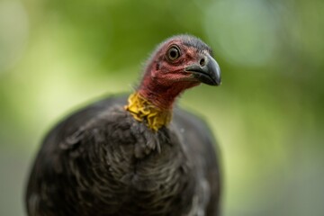 Local birds in queensland australia 