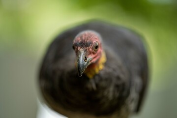 Local birds in queensland australia 