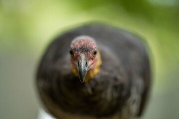 Local birds in queensland australia 