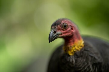 Local birds in queensland australia 
