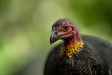 Local birds in queensland australia 