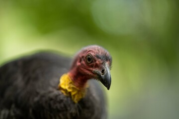 Local birds in queensland australia 