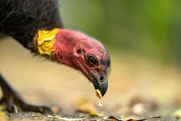 Local birds in queensland australia 