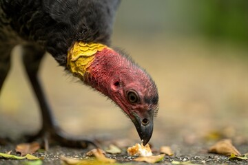 Local birds in queensland australia 