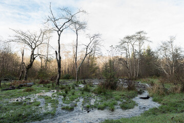 View of a stream and bare trees near Orick, Humboldt County, California, USA.