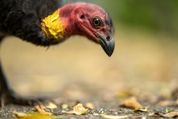 Local birds in queensland australia 
