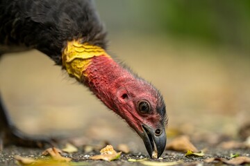 Local birds in queensland australia 