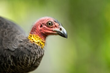 Local birds in queensland australia 
