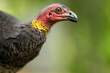 Local birds in queensland australia 