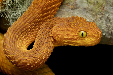 Colorful African Bush Viper (Atheris squamigera) on tree branch