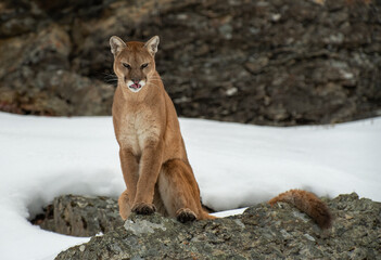 Fototapeta na wymiar Mountain Lion in Winter