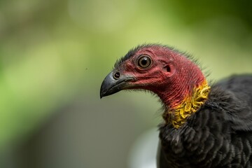 Local birds in queensland australia 