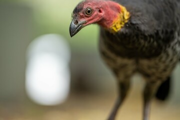 close up of a bush turkey in queensland Australia