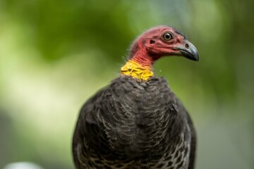 close up of a bush turkey in queensland Australia