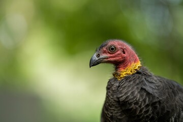close up of a bush turkey in queensland Australia