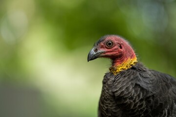 close up of a bush turkey in queensland Australia