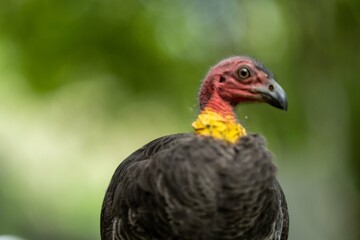 close up of a bush turkey in queensland Australia