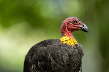 close up of a bush turkey in queensland Australia